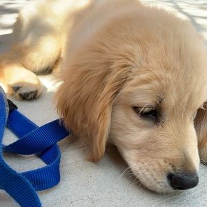 Meet your Posher, Jesse